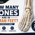 How Many Bones Are in Human Feet