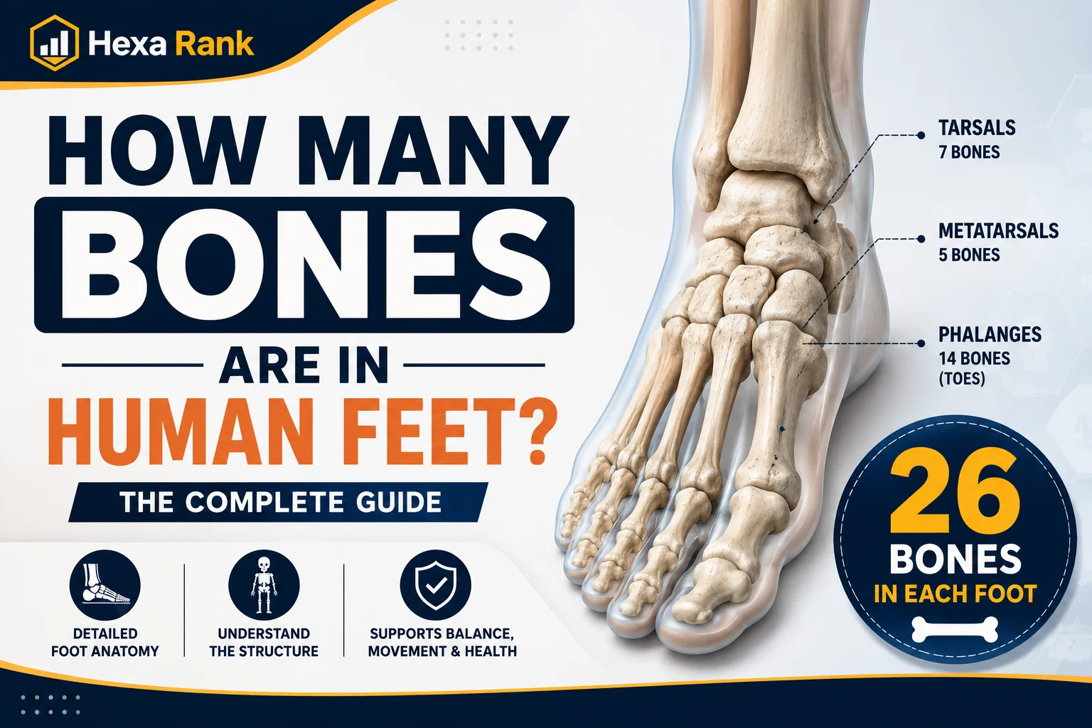 How Many Bones Are in Human Feet