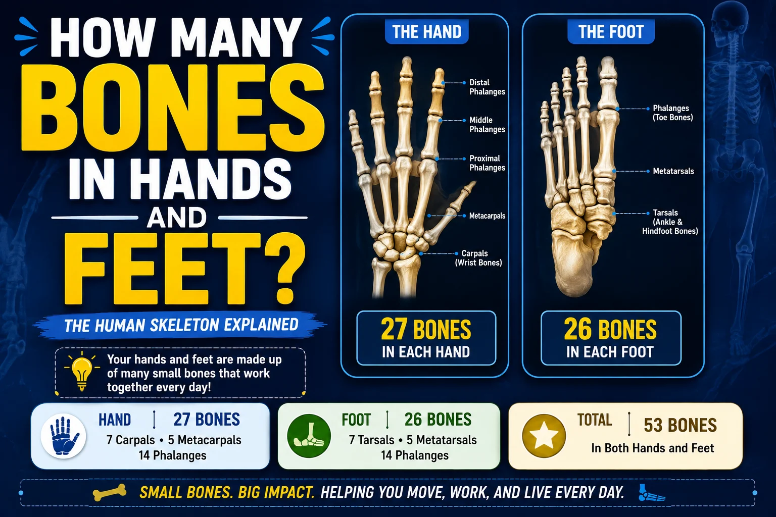 how many bones in hands and feet
