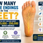 how many nerve endings in the feet